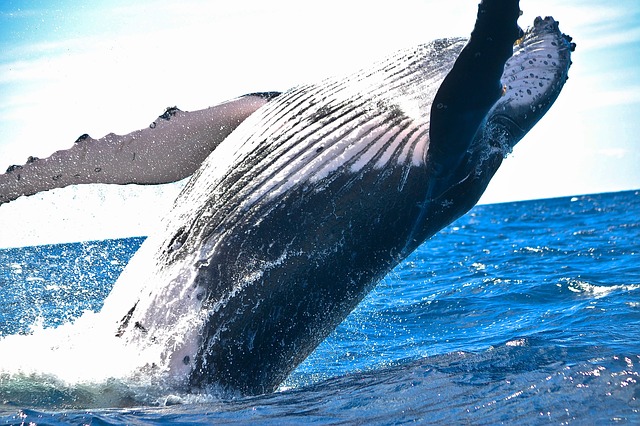 シロナガスクジラの生態